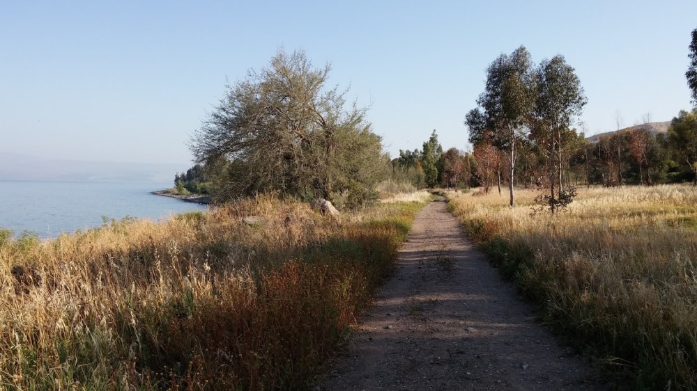 חורשת האקליפטוס